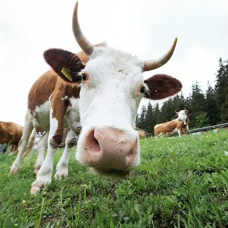 Casa Aquila Διαμέρισμα Ringgenberg