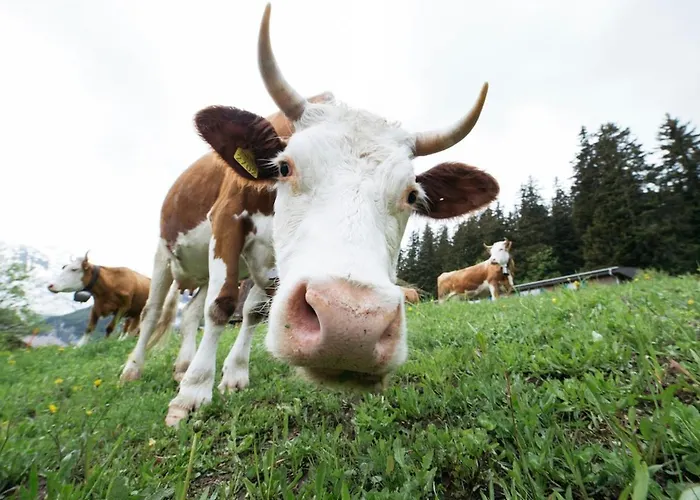 Casa Aquila Appartamento Ringgenberg